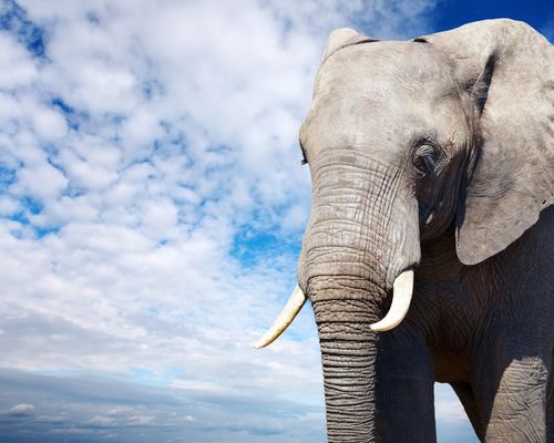 NGORONGORO CRATER  - Image 2